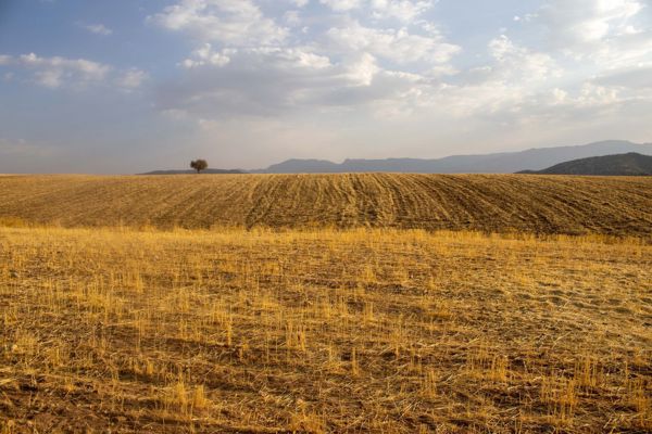 Büğdüz'de 3.400 m² Yola Cepheli Tarla